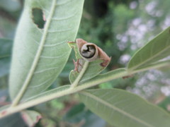 Synolabus nigripes