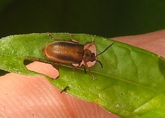 Galerucella calmariensis