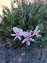Pelargonium ovale