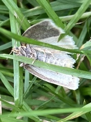 Aphelia