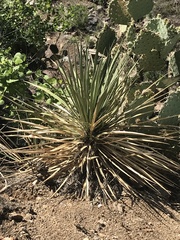 Yucca baccata brevifolia