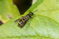 Parancistrocerus perennis