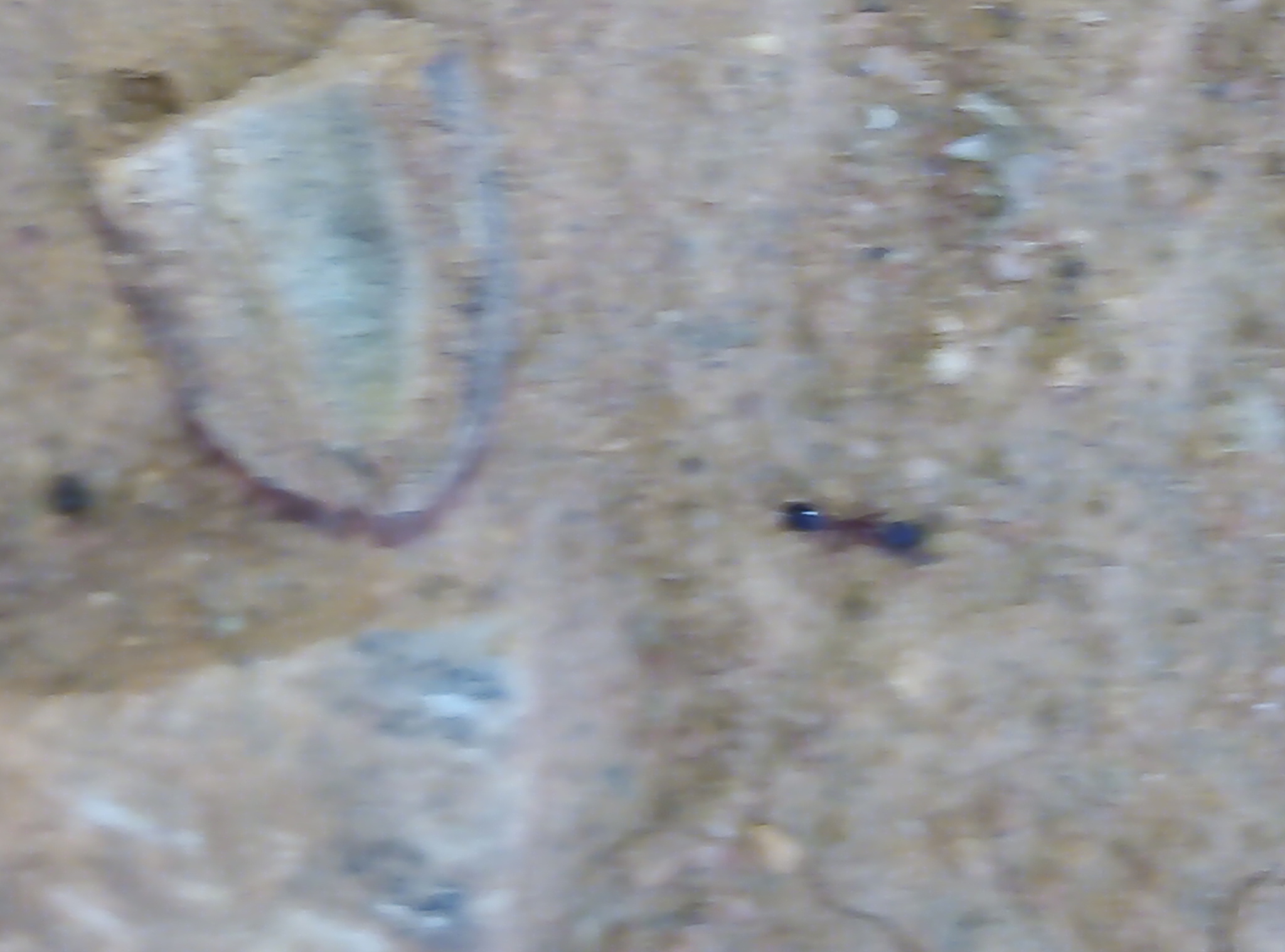 Cardiocondyla batesii