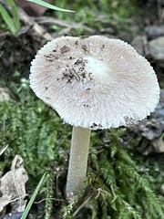 Inocybe albodisca