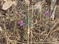 Lessingia leptoclada
