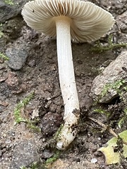 Inocybe albodisca
