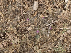 Lessingia leptoclada