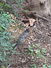 Turdus migratorius