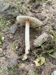 Inocybe albodisca