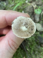 Inocybe albodisca