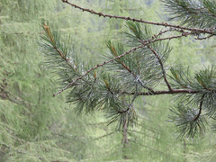 Pinus cembra