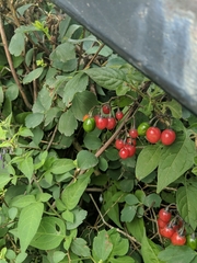Solanum dulcamara