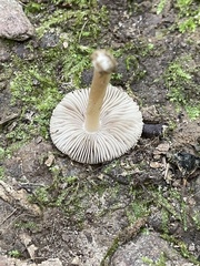 Inocybe albodisca
