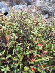 Ceanothus velutinus velutinus