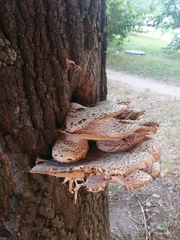 Cerioporus squamosus