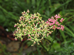 Mutellina purpurea