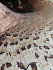 Cerioporus squamosus