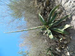 Agave marmorata
