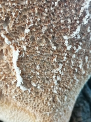Cerioporus squamosus