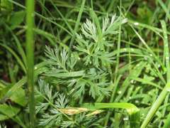 Mutellina purpurea