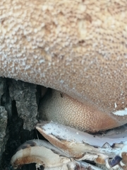 Cerioporus squamosus