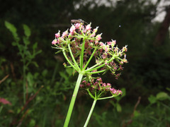 Mutellina purpurea
