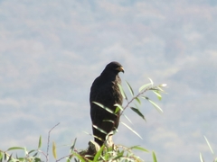 Buteogallus