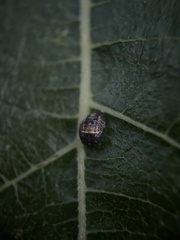 Adalia bipunctata