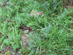 Mutellina purpurea