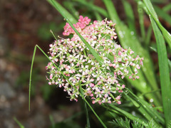 Mutellina purpurea
