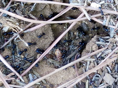 Messor barbarus