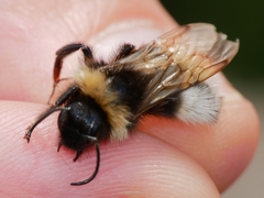 Bombus vestalis