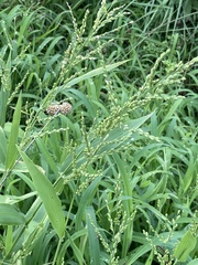 Urochloa ramosa