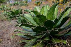 Agave cupreata