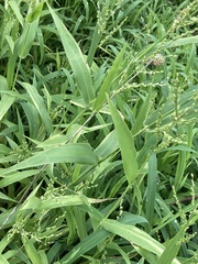 Urochloa ramosa