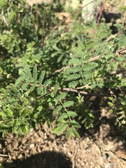 Mimosa dysocarpa