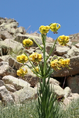 Lilium pyrenaicum
