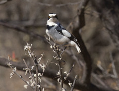 Lanioturdus torquatus