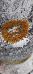 Xanthoria