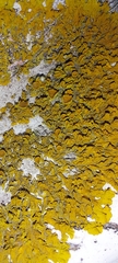 Xanthoria