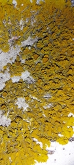 Xanthoria