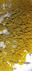 Xanthoria