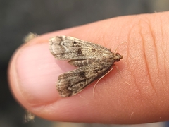 Parapoynx obscuralis