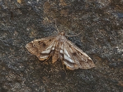 Parapoynx obscuralis