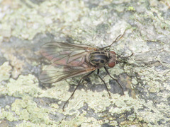 Symphoromyia