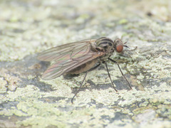 Symphoromyia