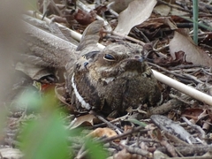 Caprimulgus longipennis
