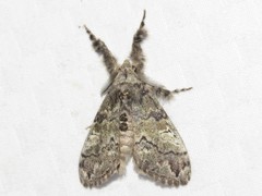 Dasychira plagiata