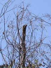 Melanerpes formicivorus