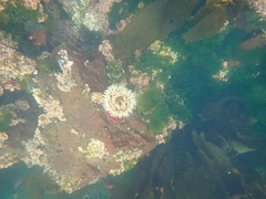 Urticina piscivora